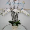 Orchid plant with greenery and succulents 