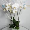 Orchid plant with greenery and succulents 