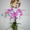 Orchid plant with greenery and succulents 