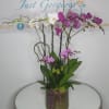 Orchid plant with greenery and succulents 