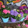 Our Blooming Hydrangea Plant Is Sure To Please The Flower And Plant