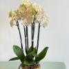 These multi- stem orchids are beautiful! They come carefully potted in ceramic
