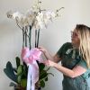 These multi- stem orchids are beautiful! They come carefully potted in ceramic