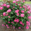 Send Roses that last all summer long, year after year! Available in