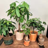 Plant will be delivered in terra cotta or cermaic pot

The money tree