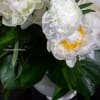  A lavish arrangement of over 20 pristine white peonies nestled within
