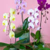A beautiful and classic orchid. Perfect for all occasions, bring it as
