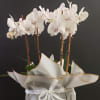 Simple &amp; elegant. 4 stems of orchid elegance set in a black