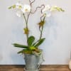 This design balances beauty with form, featuring a double stem of phalaenopsis