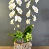 An elegant White Phaeleonopsis Orchid Planter in a very unique and rustic