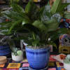 Not looking for flowers? Let us provide you with gorgeous greens instead!