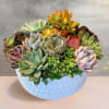 A stunning array of succulents, each variety showcasing its unique shape and
