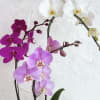 A stunning gift,  elegantly arranged in a designer&#039;s choice pot. Perfect