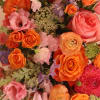 Bright and punchy pinks, coral and oranges with a hint of blues