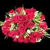 3Dozen roses