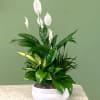 This low ceramic bowl filled with living plants will also carry comfort