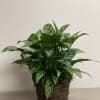 Beautiful, large and full 10" Aglonema plant in an elegant basket with