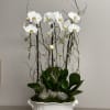 Beautiful arrangement of 3 white cascading Orchids in ivory porcelain container with