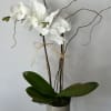 White orchid potted into a ceramic vase. 