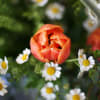 An adorable wild flower style bouquet create by Orange and Ivory tulip