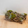 Custom Created on a fresh piece of cork - Multiple cut succulents