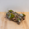 Custom Created on a fresh piece of cork - Multiple cut succulents