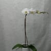 Mother&#039;s Day special! A beautiful orchid plant in a ceramic or glass