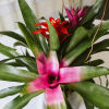Our Torch Bromeliad trio is designed in a contemporary ceramic container at