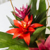 Our Torch Bromeliad trio is designed in a contemporary ceramic container at