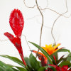 Our Torch Bromeliad trio is designed in a contemporary ceramic container at
