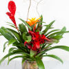 Our Torch Bromeliad trio is designed in a contemporary ceramic container at