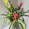 Our Torch Bromeliad trio is designed in a contemporary ceramic container at