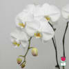 The Beretania Florist Phalaenopsis Orchid Plant is the perfect gift for those