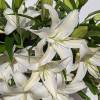 Experience Elegance with Casablanca White Lily Bouquet

Indulge in the timeless beauty of