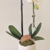 A single stem cascading Phalaenopsis Orchid in tall ceramic white pot with