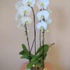 A clean, simple cascading Phalaenopsis in a ceramic white pot with gold