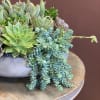 Bring some tranquil to your space. These beautiful arrangement of succulents bring
