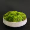 Mood Moss in a concrete bowl