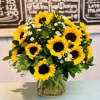One dozen beautiful sunflowers arranged in a 5&#039;&#039; cylinder with white monte
