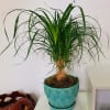 An interesting addition to any home, the Pony Tail Palms are less