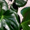 Monstera plants are ready to thrive in your space with their distinct