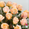 2 Dozen Premium Extra Long Stem Peach Roses

Indulge in the timeless elegance