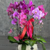This stunning design showcases the exotic beauty of premium phalaenopsis orchids in