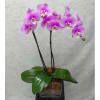 Double stem orchid plant (various colors) in a glass cube. 