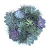 Premium varieties of succulents, echeveria and air-plants designed in sleek modern container.