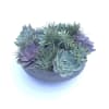 Premium varieties of succulents, echeveria and air-plants designed in sleek modern container.