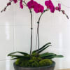Double Stems Phalaenopsis orchids 