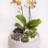 Beautiful Phalaenopsis orchid with different succulents arranged in a beautiful round pot.