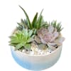 A mix of six succulents arranged in a beautiful ceramic pot with