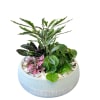 A mix of five mini plants designed in a ceramic dish with